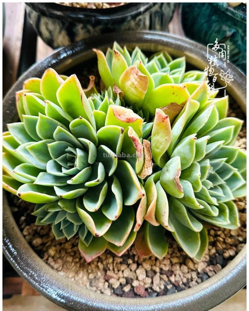 多肉新手的疯狂，肉坑的你能秒懂