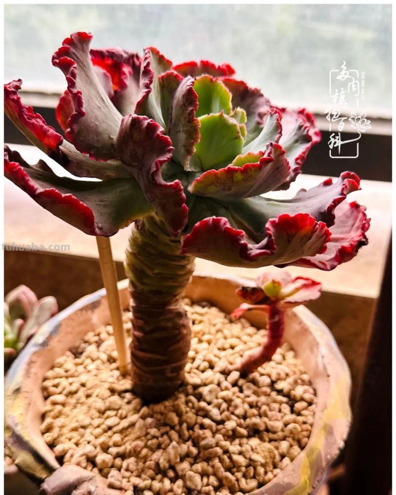 多肉新手的疯狂，肉坑的你能秒懂