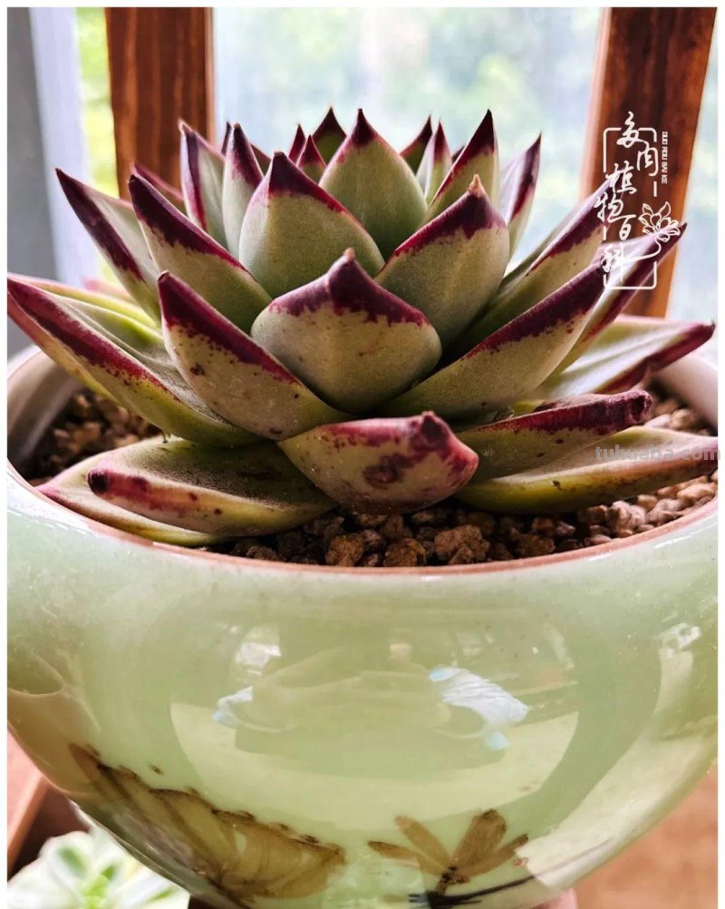 多肉新手的疯狂，肉坑的你能秒懂