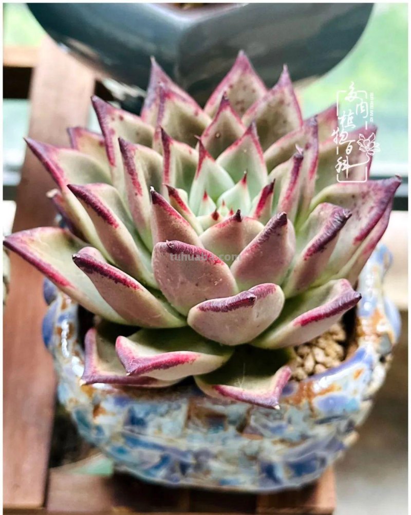 多肉新手的疯狂，肉坑的你能秒懂