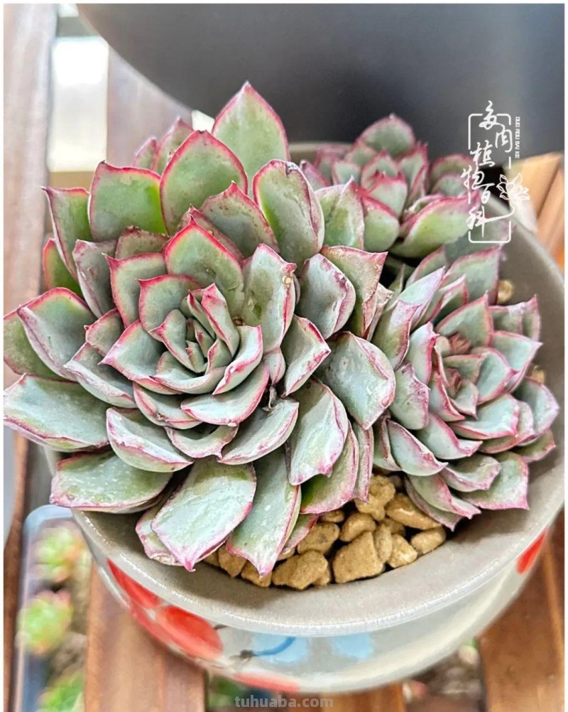 多肉新手的疯狂，肉坑的你能秒懂