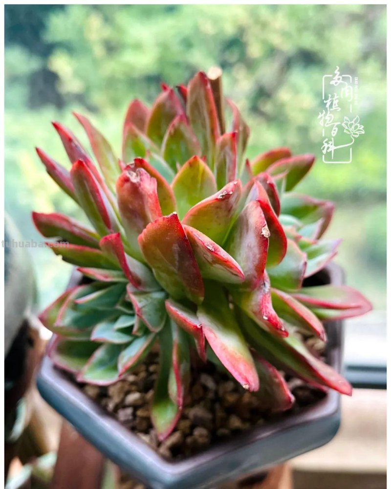 多肉新手的疯狂，肉坑的你能秒懂