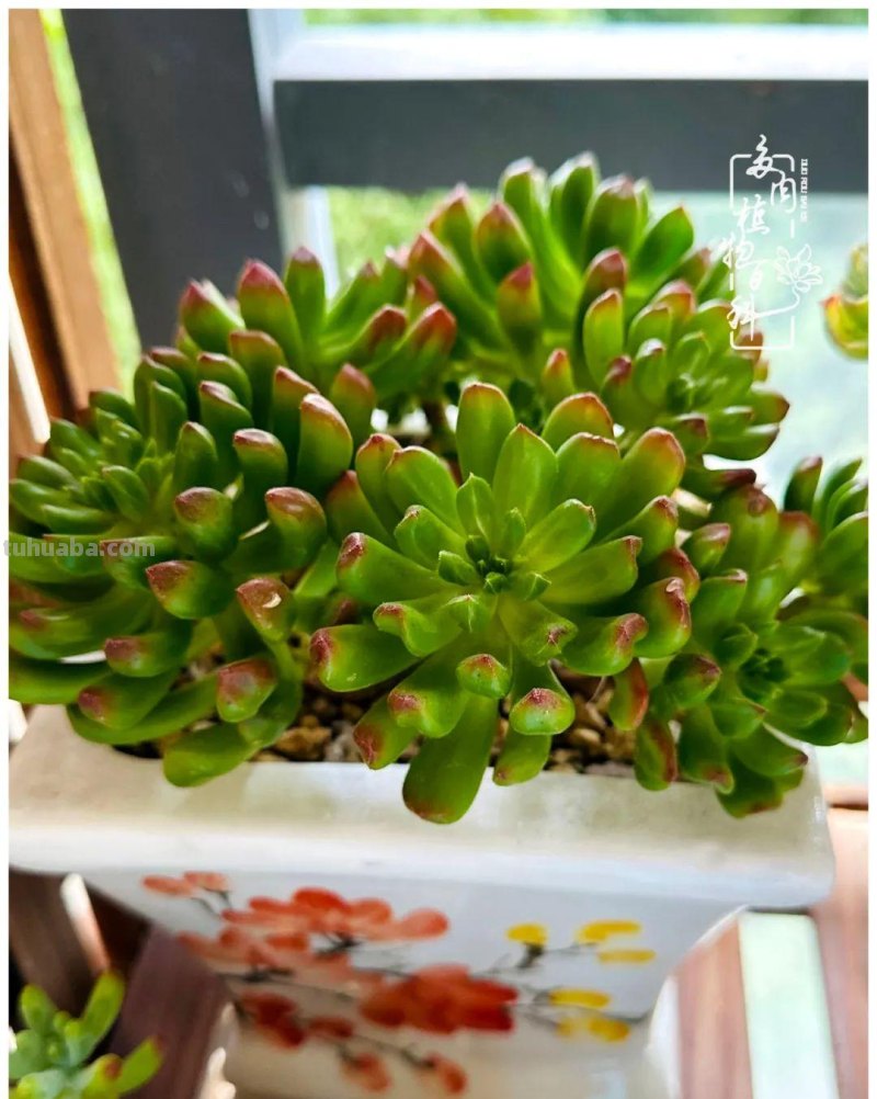 多肉新手的疯狂，肉坑的你能秒懂