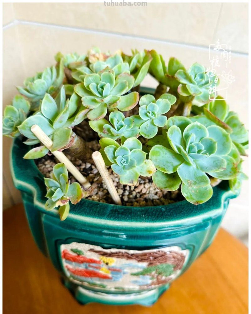 多肉新手的疯狂，肉坑的你能秒懂