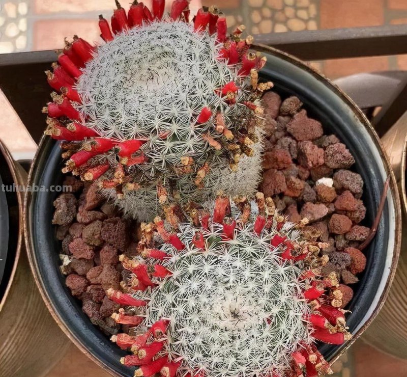 盆栽玉翁养护指南，不太扎手的仙人掌，它的头顶可以一圈花环