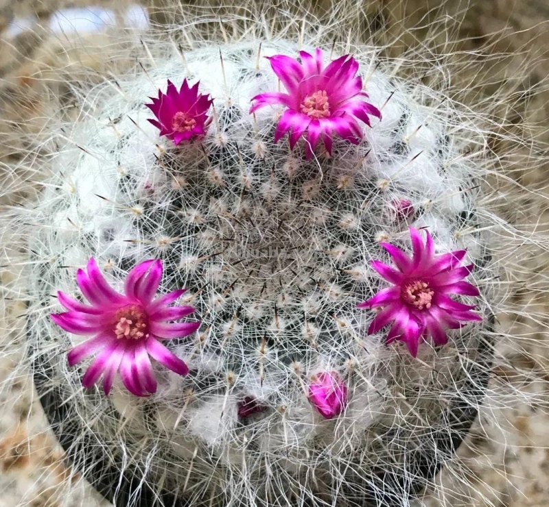 盆栽玉翁养护指南，不太扎手的仙人掌，它的头顶可以一圈花环