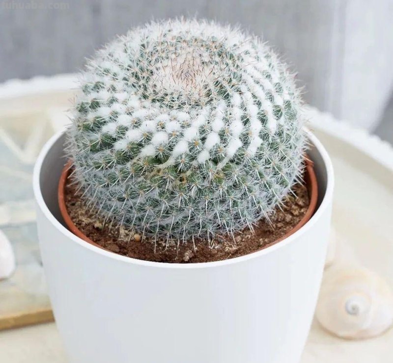 盆栽玉翁养护指南，不太扎手的仙人掌，它的头顶可以一圈花环