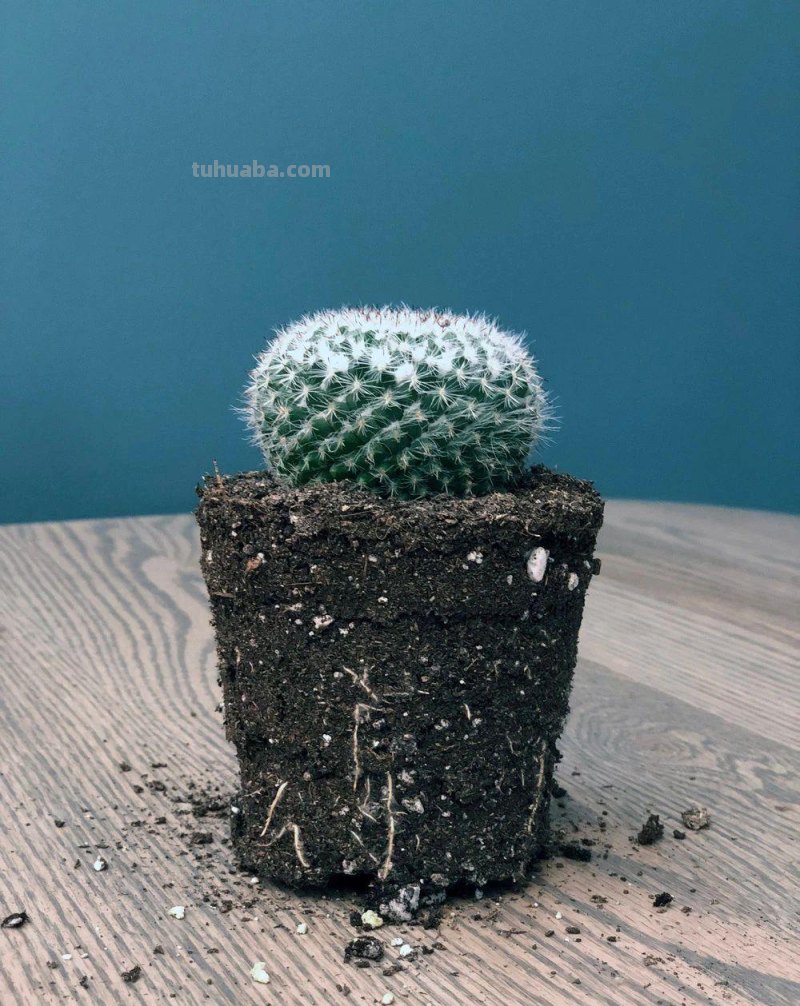 盆栽玉翁养护指南，不太扎手的仙人掌，它的头顶可以一圈花环