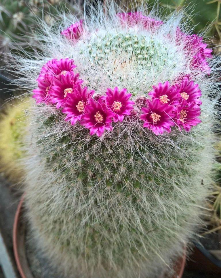 盆栽玉翁养护指南，不太扎手的仙人掌，它的头顶可以一圈花环