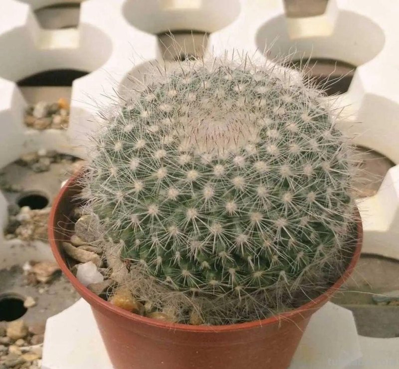 盆栽玉翁养护指南，不太扎手的仙人掌，它的头顶可以一圈花环