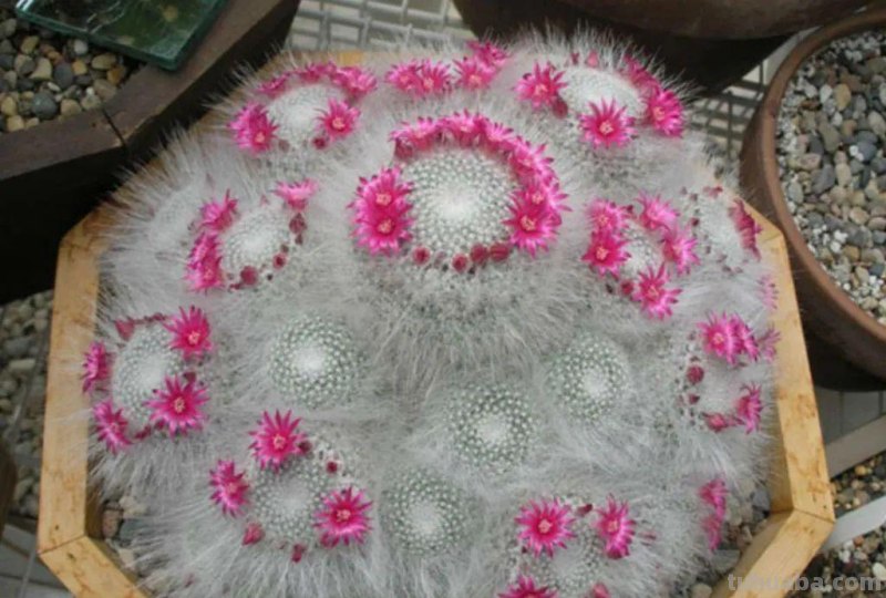 盆栽玉翁养护指南，不太扎手的仙人掌，它的头顶可以一圈花环