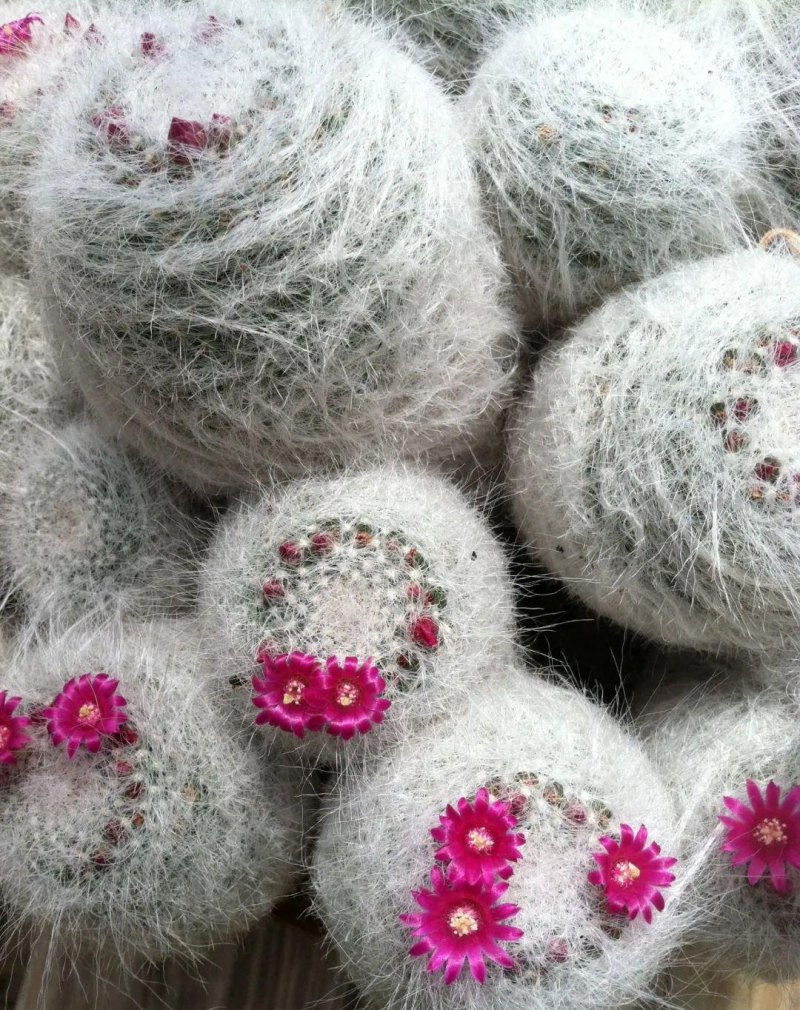 盆栽玉翁养护指南，不太扎手的仙人掌，它的头顶可以一圈花环