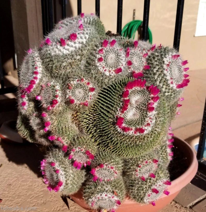 盆栽玉翁养护指南，不太扎手的仙人掌，它的头顶可以一圈花环