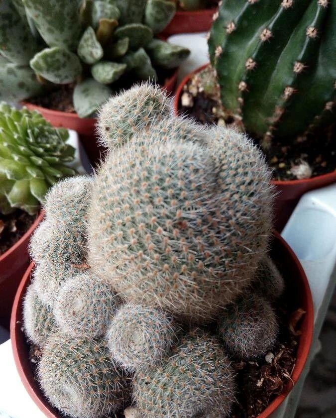 盆栽玉翁养护指南，不太扎手的仙人掌，它的头顶可以一圈花环