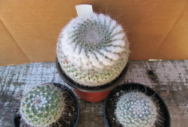 盆栽玉翁养护指南，不太扎手的仙人掌，它的头顶可以一圈花环