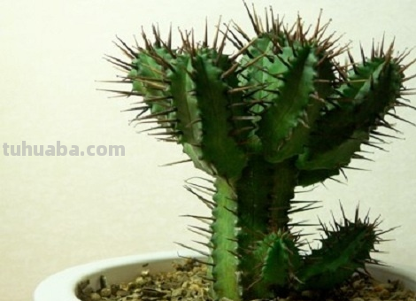 一招让你的仙人掌蹭蹭蹭,30天长成大气盆栽!直戳屋顶 一招让你的仙人掌蹭蹭蹭,30天长成大气盆栽!直戳屋顶