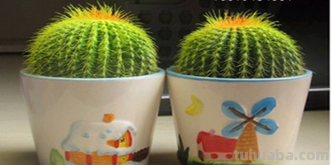 一招让你的仙人掌蹭蹭蹭,30天长成大气盆栽!直戳屋顶 一招让你的仙人掌蹭蹭蹭,30天长成大气盆栽!直戳屋顶