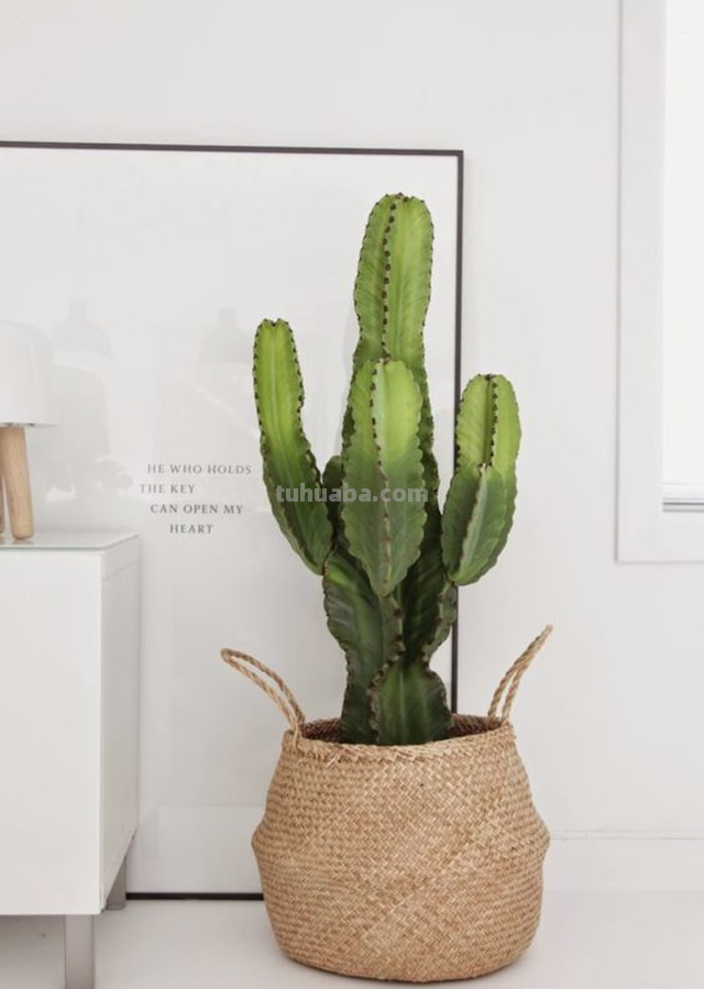 一招让你的仙人掌蹭蹭蹭,30天长成大气盆栽!直戳屋顶 一招让你的仙人掌蹭蹭蹭,30天长成大气盆栽!直戳屋顶