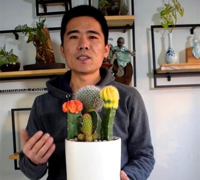 水泥掺沙子种植，这种漂亮仙人球组合盆栽，买时一定要注意