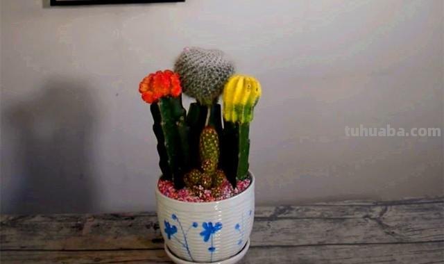 水泥掺沙子种植，这种漂亮仙人球组合盆栽，买时一定要注意