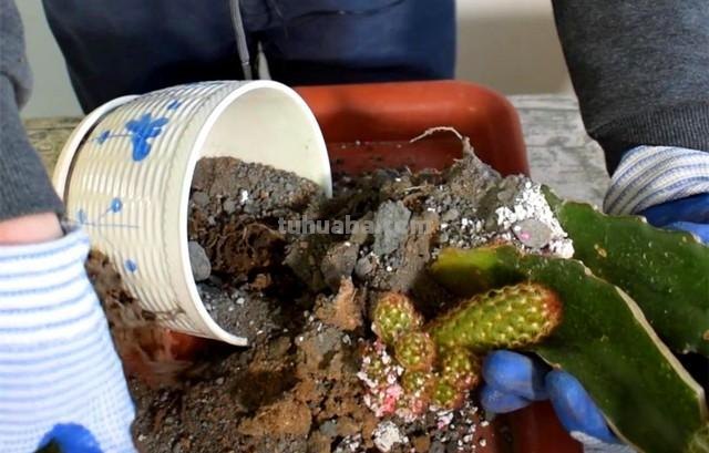 水泥掺沙子种植，这种漂亮仙人球组合盆栽，买时一定要注意