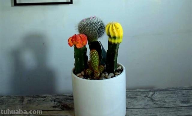 水泥掺沙子种植，这种漂亮仙人球组合盆栽，买时一定要注意