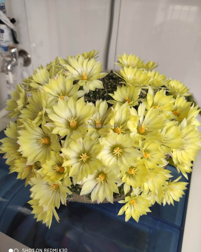 绿萝都能养死的,不如养盆仙人球,花朵比荷花还要美 绿萝都能养死的,不如养盆仙人球,花朵比荷花还要美