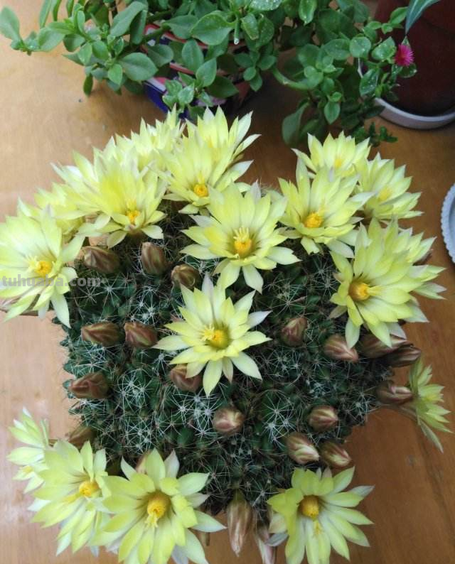 绿萝都能养死的,不如养盆仙人球,花朵比荷花还要美 绿萝都能养死的,不如养盆仙人球,花朵比荷花还要美