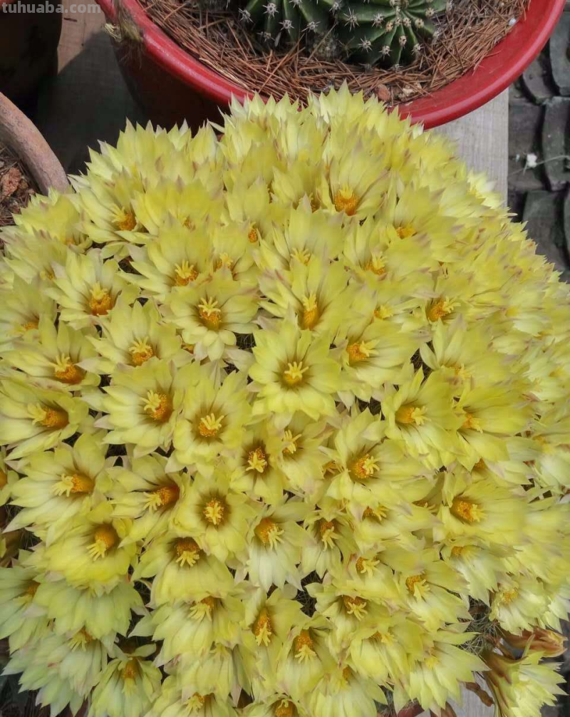 绿萝都能养死的,不如养盆仙人球,花朵比荷花还要美 绿萝都能养死的,不如养盆仙人球,花朵比荷花还要美