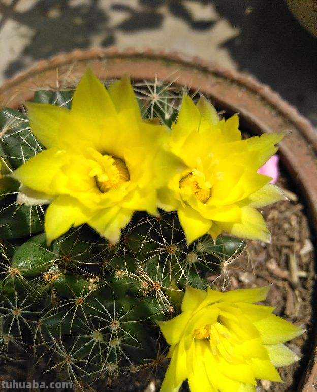 绿萝都能养死的,不如养盆仙人球,花朵比荷花还要美 绿萝都能养死的,不如养盆仙人球,花朵比荷花还要美