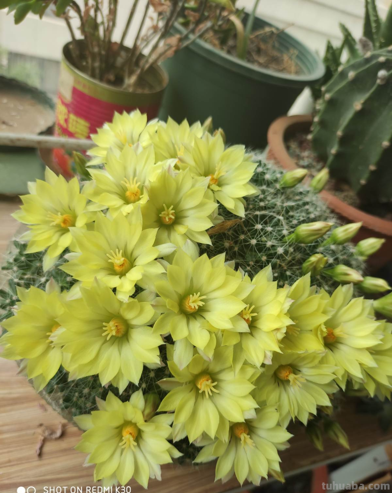 绿萝都能养死的,不如养盆仙人球,花朵比荷花还要美 绿萝都能养死的,不如养盆仙人球,花朵比荷花还要美