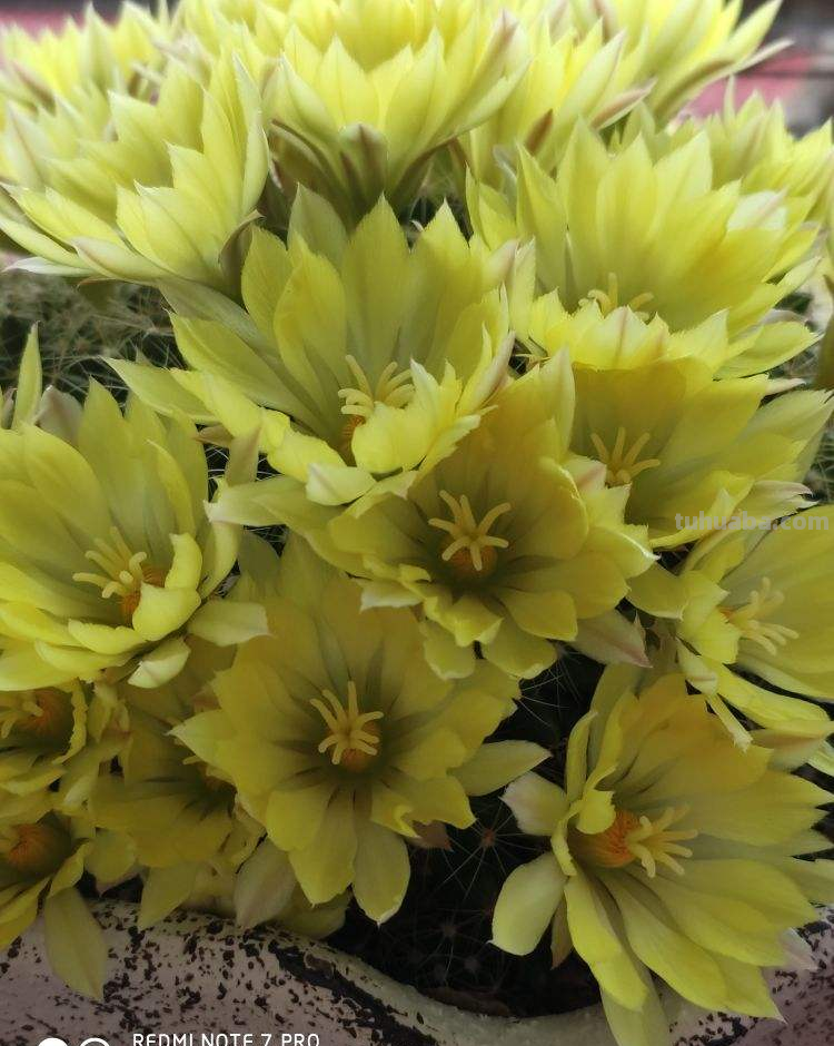 绿萝都能养死的,不如养盆仙人球,花朵比荷花还要美 绿萝都能养死的,不如养盆仙人球,花朵比荷花还要美