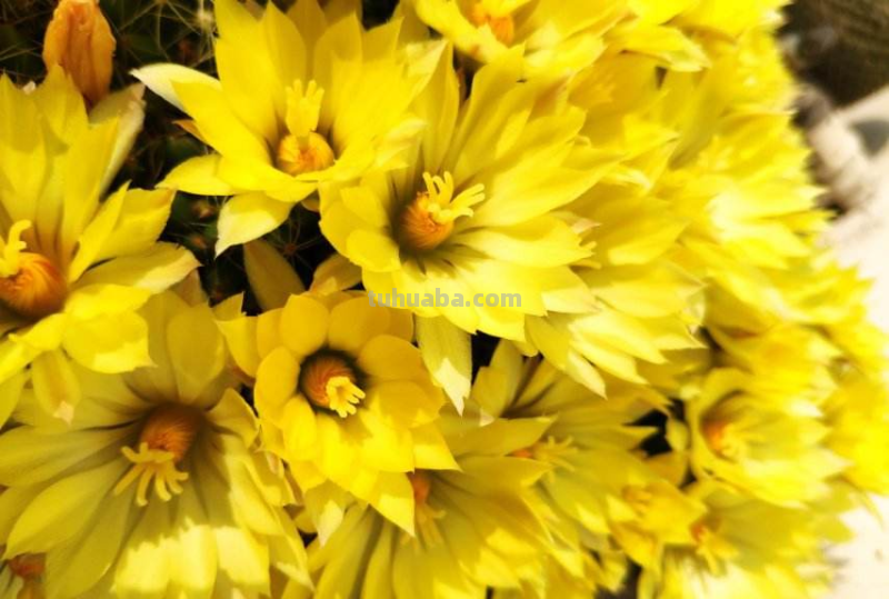 绿萝都能养死的,不如养盆仙人球,花朵比荷花还要美 绿萝都能养死的,不如养盆仙人球,花朵比荷花还要美