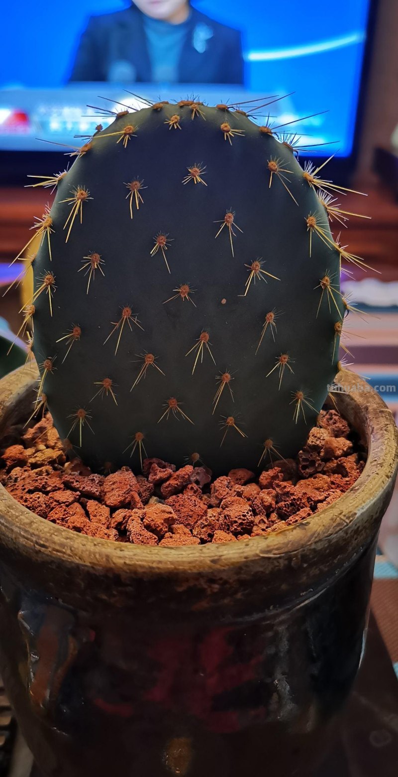 跟风买的网红仙人掌，教你5招养护技巧，颜值不得了