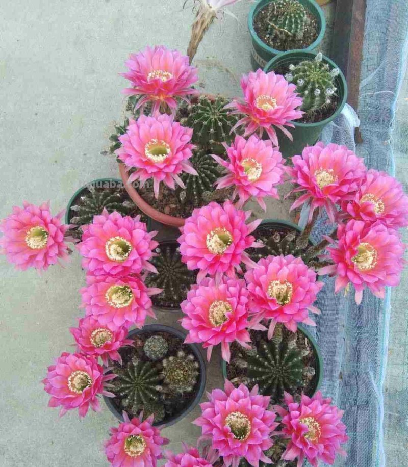 跟风买的网红仙人掌，教你5招养护技巧，颜值不得了