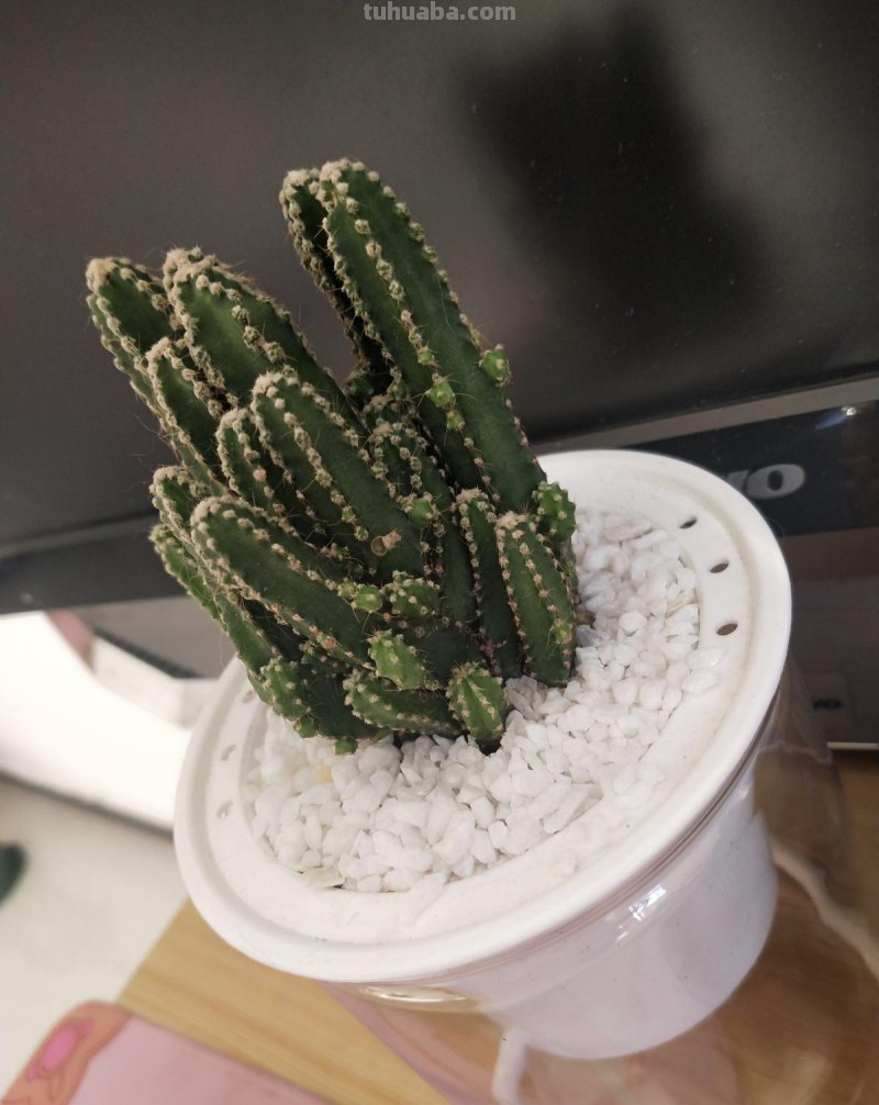 跟风买的网红仙人掌，教你5招养护技巧，颜值不得了