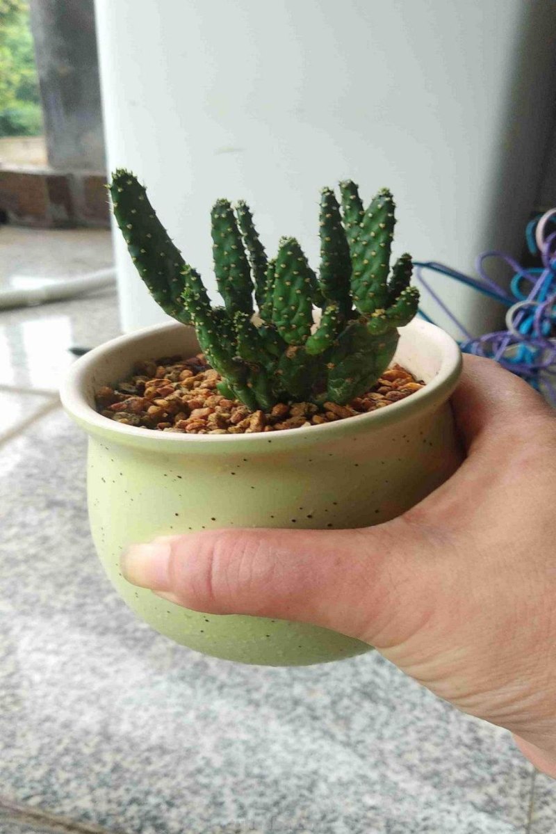 跟风买的网红仙人掌，教你5招养护技巧，颜值不得了