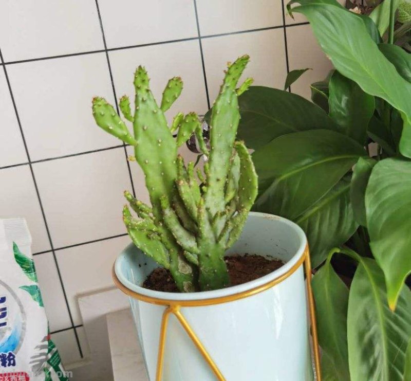 跟风买的网红仙人掌，教你5招养护技巧，颜值不得了