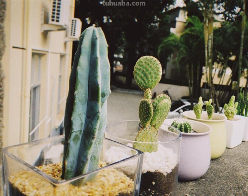 跟风买的网红仙人掌，教你5招养护技巧，颜值不得了