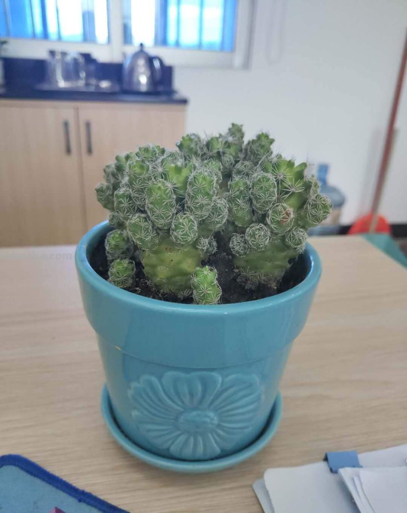跟风买的网红仙人掌，教你5招养护技巧，颜值不得了