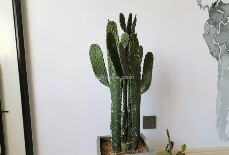 跟风买的网红仙人掌，教你5招养护技巧，颜值不得了