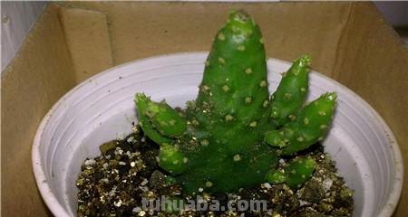 跟风买的网红仙人掌，教你5招养护技巧，颜值不得了