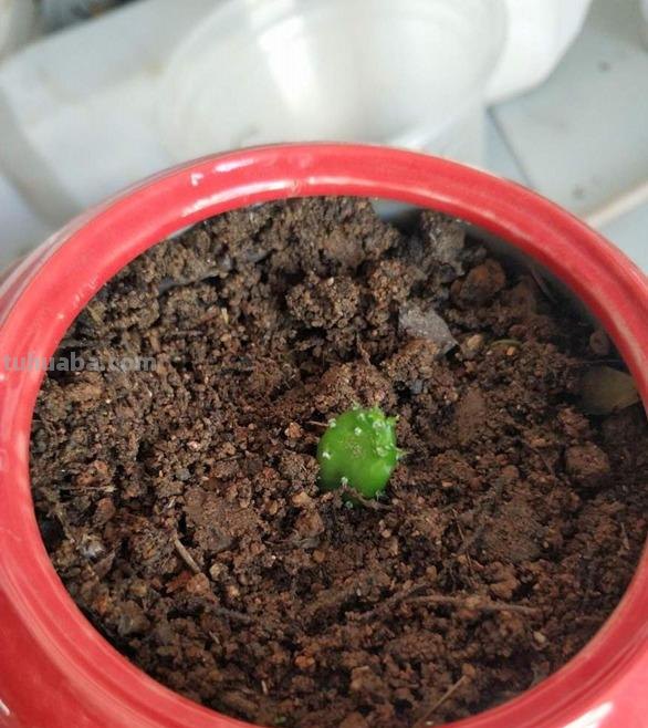 跟风买的网红仙人掌，教你5招养护技巧，颜值不得了