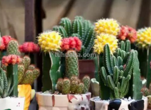 盆栽仙人球该怎么养？跟着学7条经验技巧，一次开花十几朵