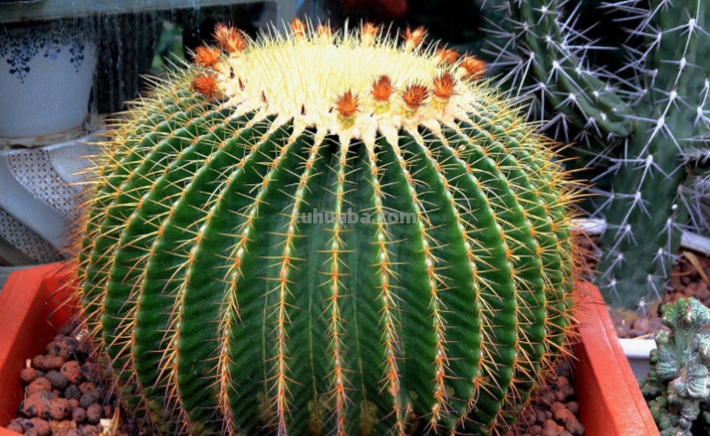 盆栽仙人球该怎么养？跟着学7条经验技巧，一次开花十几朵