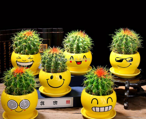 盆栽仙人球该怎么养？跟着学7条经验技巧，一次开花十几朵