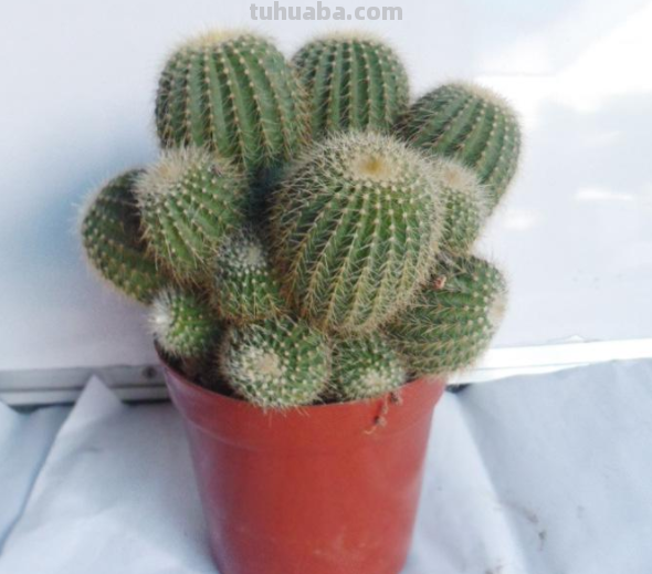 盆栽仙人球该怎么养？跟着学7条经验技巧，一次开花十几朵