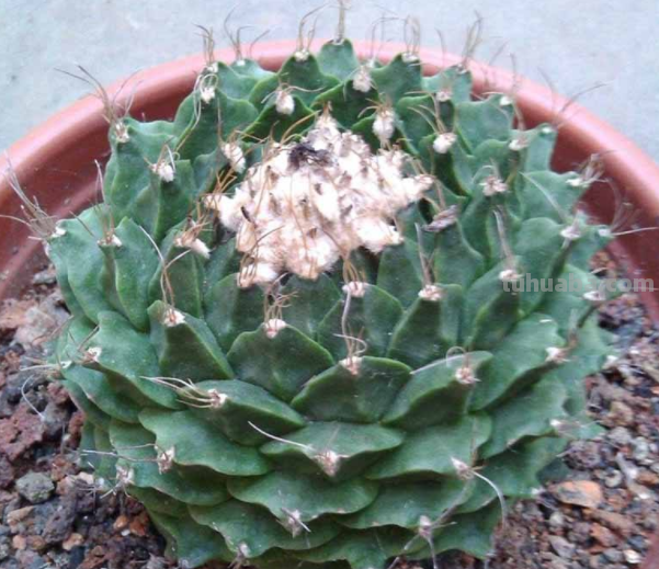 盆栽仙人球该怎么养？跟着学7条经验技巧，一次开花十几朵