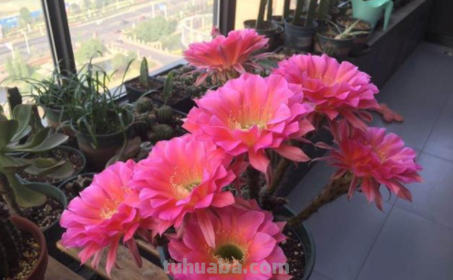 盆栽仙人球该怎么养？跟着学7条经验技巧，一次开花十几朵