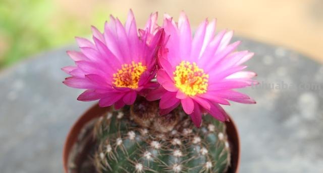 养仙人球最简单，换盆、过冬都难不倒它，堪称“养不死的盆栽”